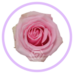 HOLIDAY SPECIAL R SWEET CAKE 50CM - Naistepäev/Women´s Day 2026