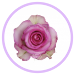 HOLIDAY SPECIAL R SWEET UNIQUE 50CM - Naistepäev/Women´s Day 2026