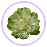 HOLIDAY SPECIAL R VEGGIE 40CM - Naistepäev/Women´s Day 2026