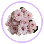 HOLIDAY SPECIAL TR BIG DIPPER 50CM - Naistepäev/Women´s Day 2026