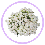 HOLIDAY SPECIAL TR WHITE MAJOLIKA 60CM - Naistepäev/Women´s Day 2026