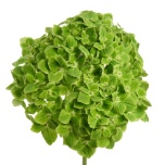 HYDR. HORTENSIA PREMIUM DARK GREEN 60CM (EC)*1