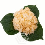 HYDR. HORTENSIA PREMIUM PEACH 60CM (EC)*1