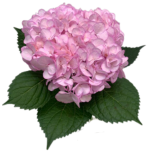 HYDR. HORTENSIA PREMIUM PAINT LIGHT PINK 60CM (EC)