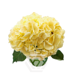 HYDR. HORTENSIA M TINTED YELLOW 60CM (EC)*1