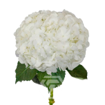 HYDR. HORTENSIA M PREMIUM WHITE 60CM (EC)*5