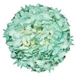 HYDR. HORTENSIA M TINTED TURQUOISE 60CM (EC)*1
