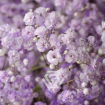 GYPS PA KIPSLILL TINTED LAVANDER 1000GR 80CM