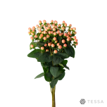 EC Hypericum Naistepuna MAGICAL MAJESTIC PINK 60cm*5