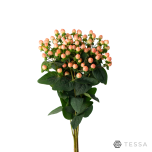 EC Hypericum Naistepuna MAGICAL ROYAL PEACH 60cm*5