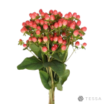 EC Hypericum Naistepuna MAGICAL ROYAL PRINCESS 60cm*5