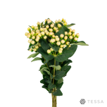 EC Hypericum Naistepuna MAGICAL SNOW WHITE 60cm*5