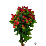 EC Hypericum Naistepuna MAGICAL TRIUMP 60cm*5