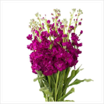 Matthiola Levkoi Purple