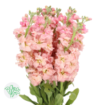 Matthiola Levkoi Apricot