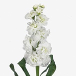 MATTHIOLA LEVKOI STOCK WHITE TESSA 70CM 10ST