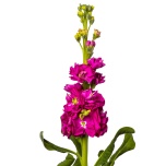 MATTHIOLA LEVKOI STOCK HOT PINK 70CM 10ST