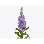 MATTHIOLA LEVKOI STOCK LAVENDER TESSA 70CM 10ST