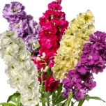 MATTHIOLA LEVKOI STOCK MIX TESSA 70CM 10ST