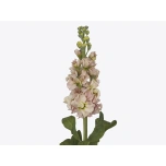 MATTHIOLA LEVKOI STOCK PEACH 70CM 10ST