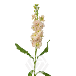 MATTHIOLA LEVKOI STOCK PEACH 70CM 10ST