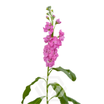 MATTHIOLA LEVKOI STOCK PINK 70CM 10ST