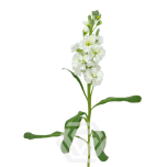 MATTHIOLA LEVKOI STOCK WHITE TESSA 70CM 10ST