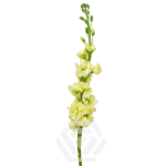 MATTHIOLA LEVKOI STOCK YELLOW 70CM 10ST