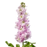 MATTHIOLA LEVKOI STOCK LIGHT PINK 70CM 10ST