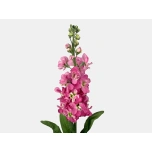 MATTHIOLA LEVKOI STOCK MAUVE 70CM 10ST