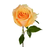 R GR ALQUIMIA 70CM (MQ)