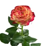 R GR APPLE JACK 70CM (MQ)