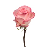 R GR BOULEVARD 70CM (MQ)