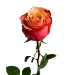 R GR CHERRY BRANDY 70CM (MQ)