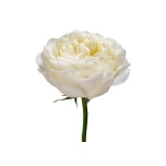 R GR COLDPLAY 70CM (MQ)