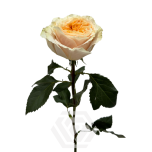 R GR CRYSTAL FLAME 70CM (MQ)