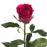 R GR HOTSPOT 70CM (MQ)