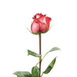 R GR IGUAZA 70CM (MQ)