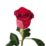 R GR PASION TURCA 70CM (MQ)