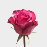 R GR LOLA 70CM (MQ)