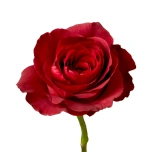 R GR MATILDA 70CM (MQ)