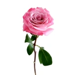 R GR PINK BABBALOO 70CM (MQ)