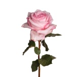 R GR PINK O´HARA 60CM (MQ)