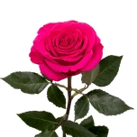 R GR ROSEBERRY 80CM (MQ)