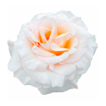 R GR ROMANTIC CITY 70CM (MQ)