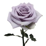 R GR SHOCKING BLUE 70CM (MQ)