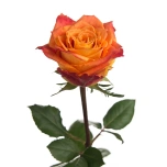 R GR SILANTOI 70CM (MQ)