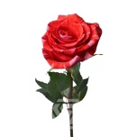 R GR WILDCAT 70CM (MQ)