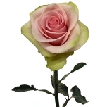 R GR ABSOLUT IN PINK 70CM (MQ)