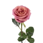 R GR BARISTA 70CM (MQ)